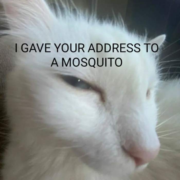 53ed88d69df7a983b776191494c5dbda8144c2ea.jpg?1749194012